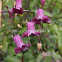 Clematis Queen Mother GM 2,0L leverbaar