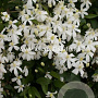 Clematis recta 'Pamela' GM 2,0L leverbaar