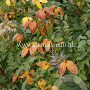 Clematis 'Red Ballon' GM 2,0L leverbaar