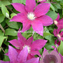 Clematis 'Red Pearl' GM 2,0L leverbaar