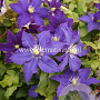 Clematis 'Rhapsody' GM 2,0L leverbaar