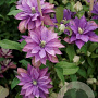 Clematis Rollercoaster GM 2,0L leverbaar