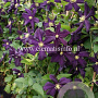Clematis 'Romantika' GM 2,0L leverbaar