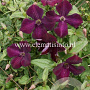Clematis 'Royal Velours' GM 2,0L leverbaar