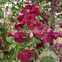 Clematis 'Rubra' GM 2,0L leverbaar