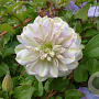 Clematis 'Ruriokoshi' GM 2,0L leverbaar