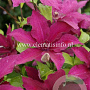 Clematis 'Rüütel' GM 2,0L leverbaar