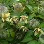 Clematis serratifolia GM 2,0L leverbaar