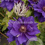 Clematis 'Shin-shigyoku' GM 2,0L leverbaar