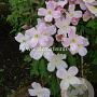 Clematis 'Sir Eric Savill' GM 2,0L leverbaar