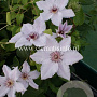 Clematis 'Snow Queen' GM 2,0L leverbaar