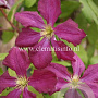 Clematis 'Södertälje' GM 2,0L leverbaar