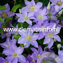 Clematis Spotlight GM 2,0L leverbaar