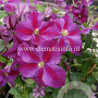 Clematis Star of Pakistan GM 2,0L leverbaar