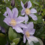 Clematis Star River GM 2,0L leverbaar