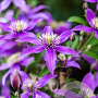 Clematis Stella Bella GM 2,0L leverbaar