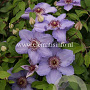 Clematis Still Waters GM 2,0L leverbaar