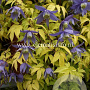 Clematis 'Stolwijk Gold' GM 2,0L leverbaar