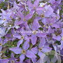 Clematis Sunny Sky GM 2,0L leverbaar