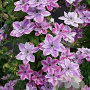 Clematis Super Cute GM 2,0L leverbaar