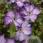 Clematis Super Nova GM 2,0L leverbaar