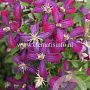 Clematis 'Sweet Summer Love' GM 2,0L leverbaar
