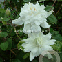 Clematis 'Sylvia Denny' GM 2,0L leverbaar