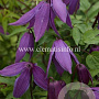Clematis 'Tage Lundell' GM 2,0L leverbaar
