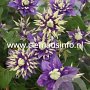 Clematis 'Taiga' GM 2,0L leverbaar