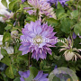 Clematis 'Teshio' GM 2,0L leverbaar
