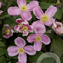Clematis 'Tetrarose' GM 2,0L leverbaar