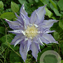 Clematis 'Thyrislund' GM 2,0L leverbaar