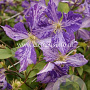 Clematis 'Tie Dye' GM 2,0L leverbaar