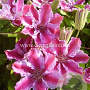 Clematis 'Tudor' GM 2,0L leverbaar