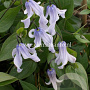 Clematis Twinkle GM 2,0L leverbaar