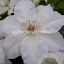 Clematis 'Valge Daam' GM 2,0L leverbaar