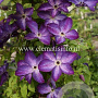 Clematis 'Venosa Violacea' GM 2,0L leverbaar