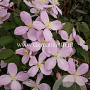 Clematis 'Vera' GM 2,0L leverbaar