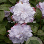 Clematis 'Veronica's Choice' GM 2,0L leverbaar
