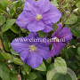 Clematis 'Victoria' GM 2,0L leverbaar
