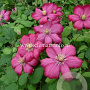 Clematis 'Ville de Lyon' GM 2,0L leverbaar