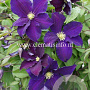 Clematis 'Viola' GM 2,0L leverbaar