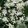 Clematis vitalba GM 2,0L leverbaar
