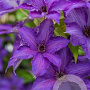 Clematis (A) Viva la Vida GM 2,0L leverbaar