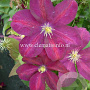 Clematis 'Voluceau' GM 2,0L leverbaar