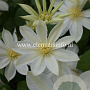 Clematis 'Wada's Primrose' GM 2,0L leverbaar