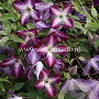 Clematis 'Walenburg' GM 2,0L leverbaar