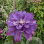 Clematis 'Walter Pennell' GM 2,0L leverbaar