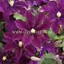 Clematis 'Warszawska Nike' GM 2,0L leverbaar