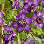 Clematis (Vit) Welcome Home GM 2,0L leverbaar